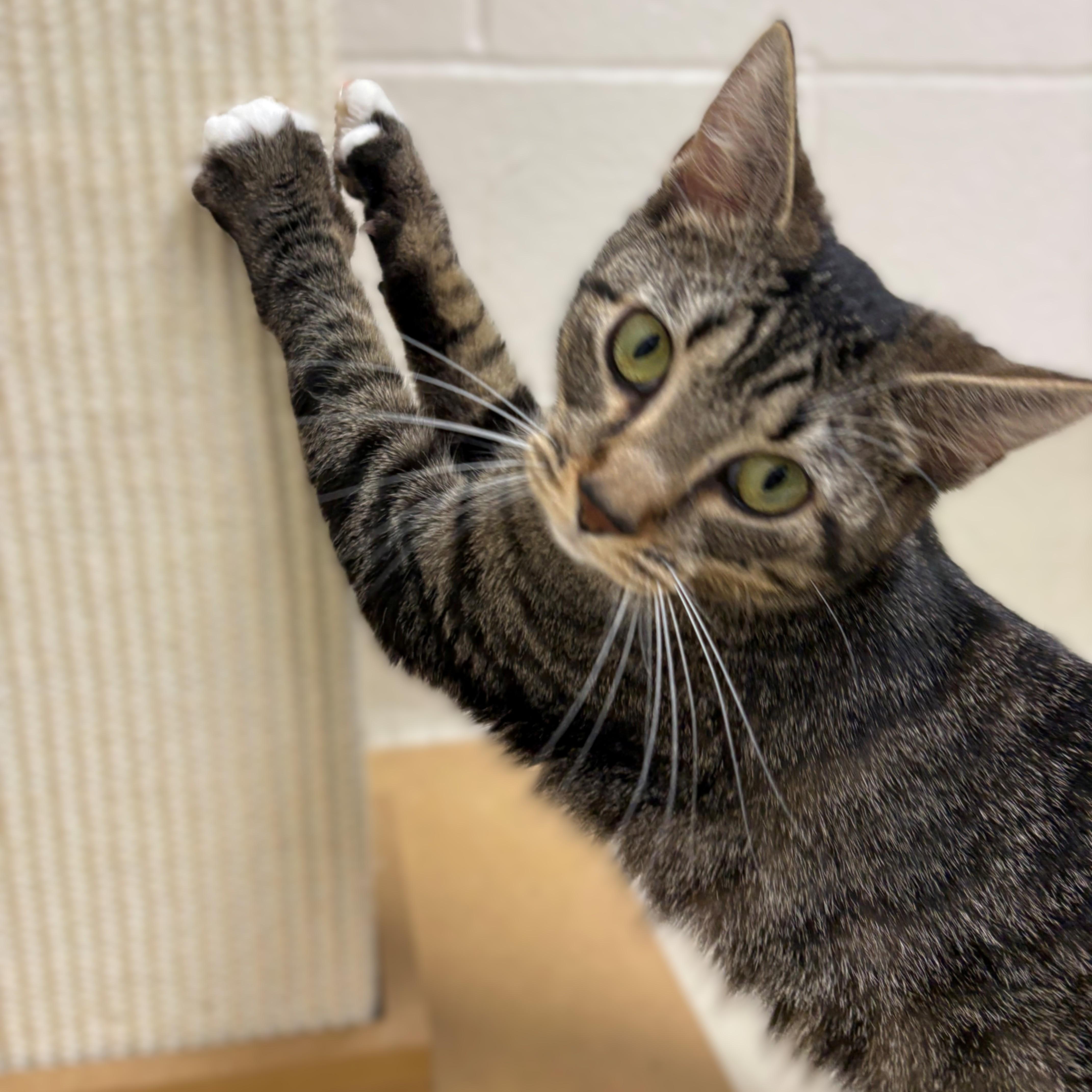 Enlarge Oakley- #50192, a ADOPTABLE Domestic Short Hair in Columbia, MD image 2/4