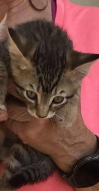 Enlarge Tabitha  Tabby kitten Oakhurst, CA, an adoption pending Tabby in Oakhurst, CA image 1/2