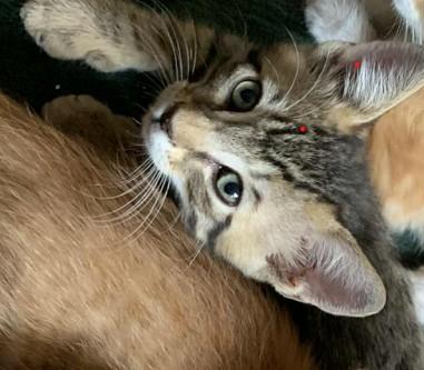 Enlarge Tabitha  Tabby kitten Oakhurst, CA, an adoption pending Tabby in Oakhurst, CA image 2/2