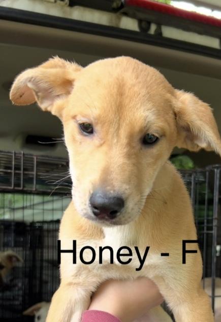 Honey, adoptable, Puppy Female Labrador Retriever & Shepherd.