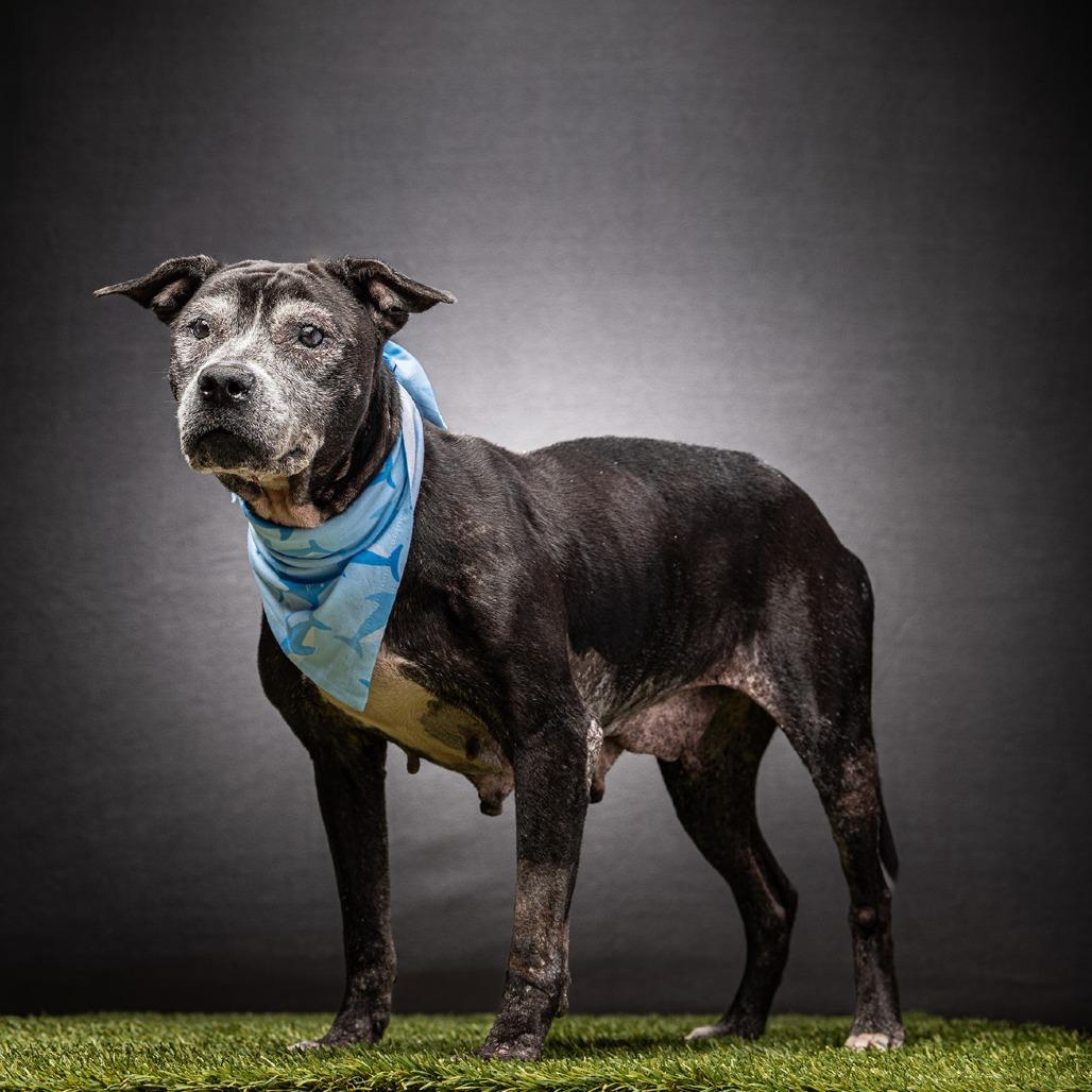 Meka, Adoptable, Senior Female Mixed Breed.