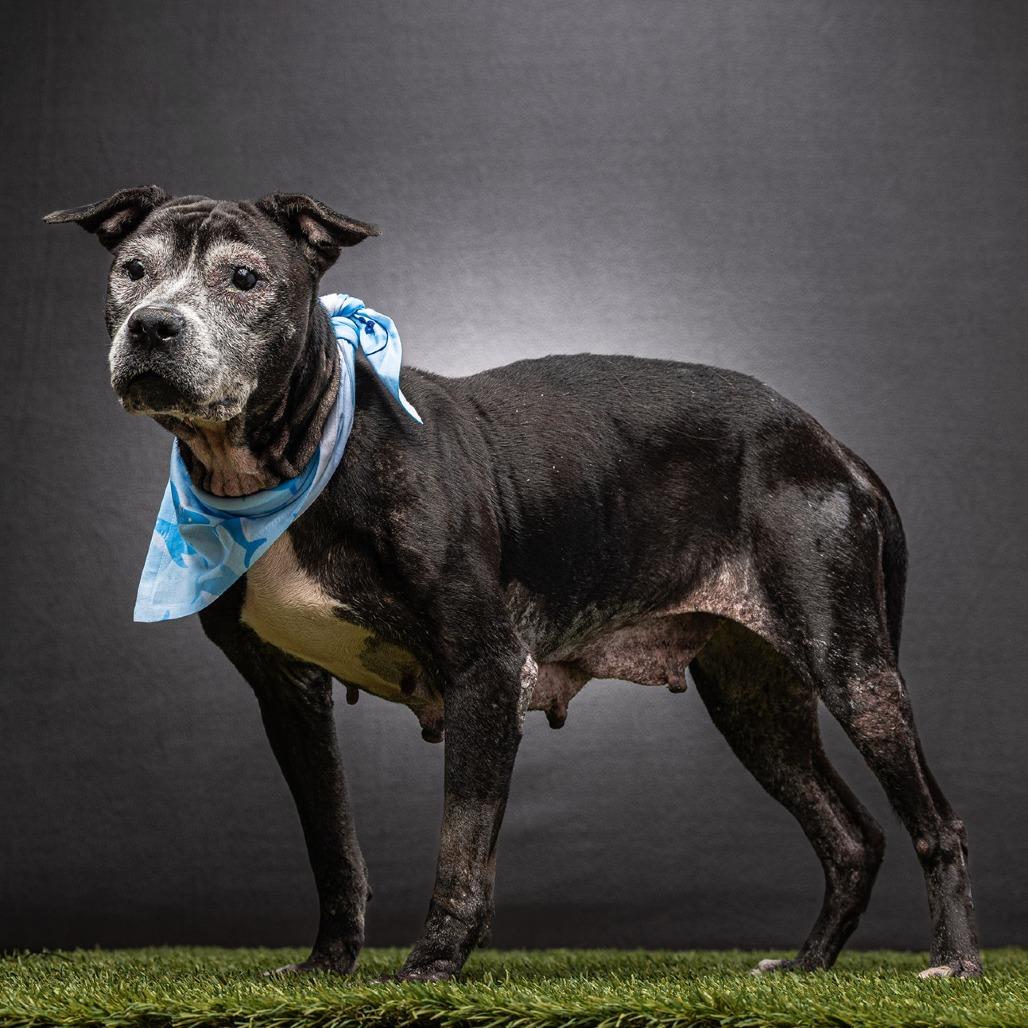 Enlarge Meka, a Adoptable Mixed Breed in Jupiter, FL image 2/6