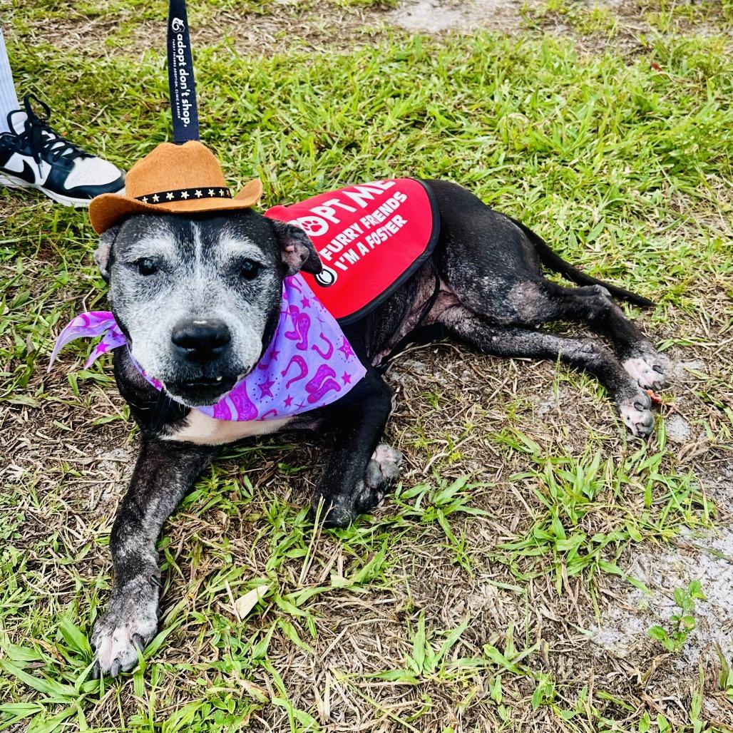 Enlarge Meka, a Adoptable Mixed Breed in Jupiter, FL image 3/6