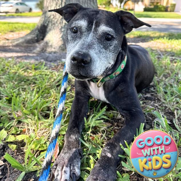 Enlarge Meka, a Adoptable Mixed Breed in Jupiter, FL image 1/6