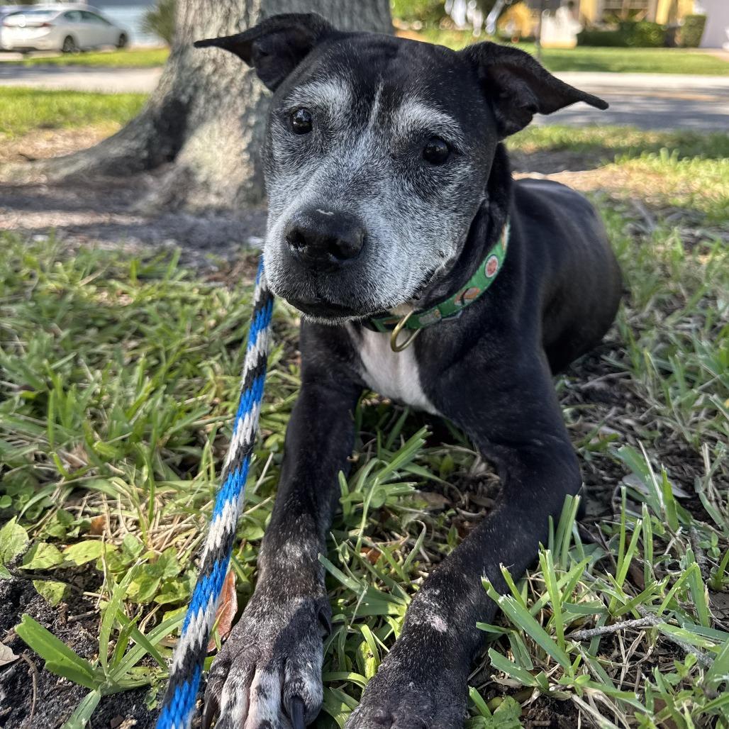 Enlarge Meka, a Adoptable Mixed Breed in Jupiter, FL image 3/6