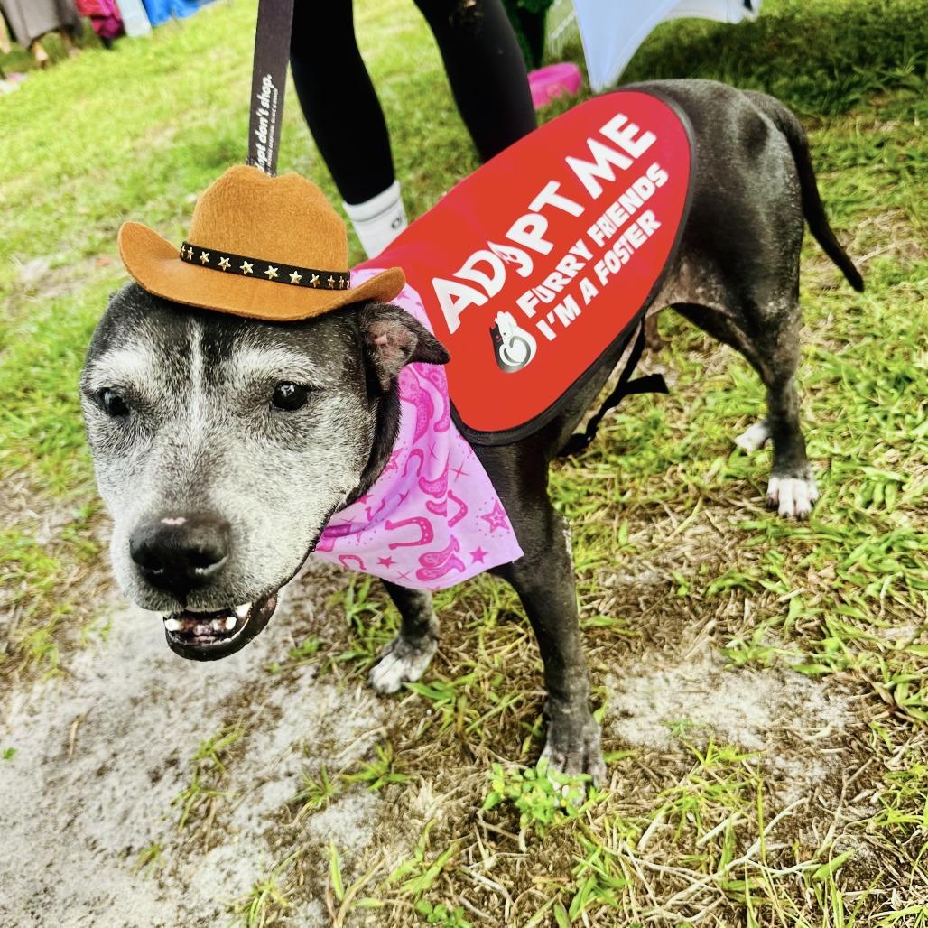 Enlarge Meka, a Adoptable Mixed Breed in Jupiter, FL image 5/6
