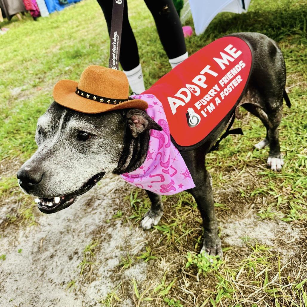 Enlarge Meka, a Adoptable Mixed Breed in Jupiter, FL image 5/6