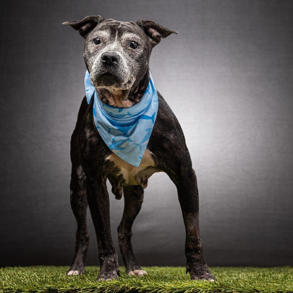 Enlarge Meka, a Adoptable Mixed Breed in Jupiter, FL image 6/6