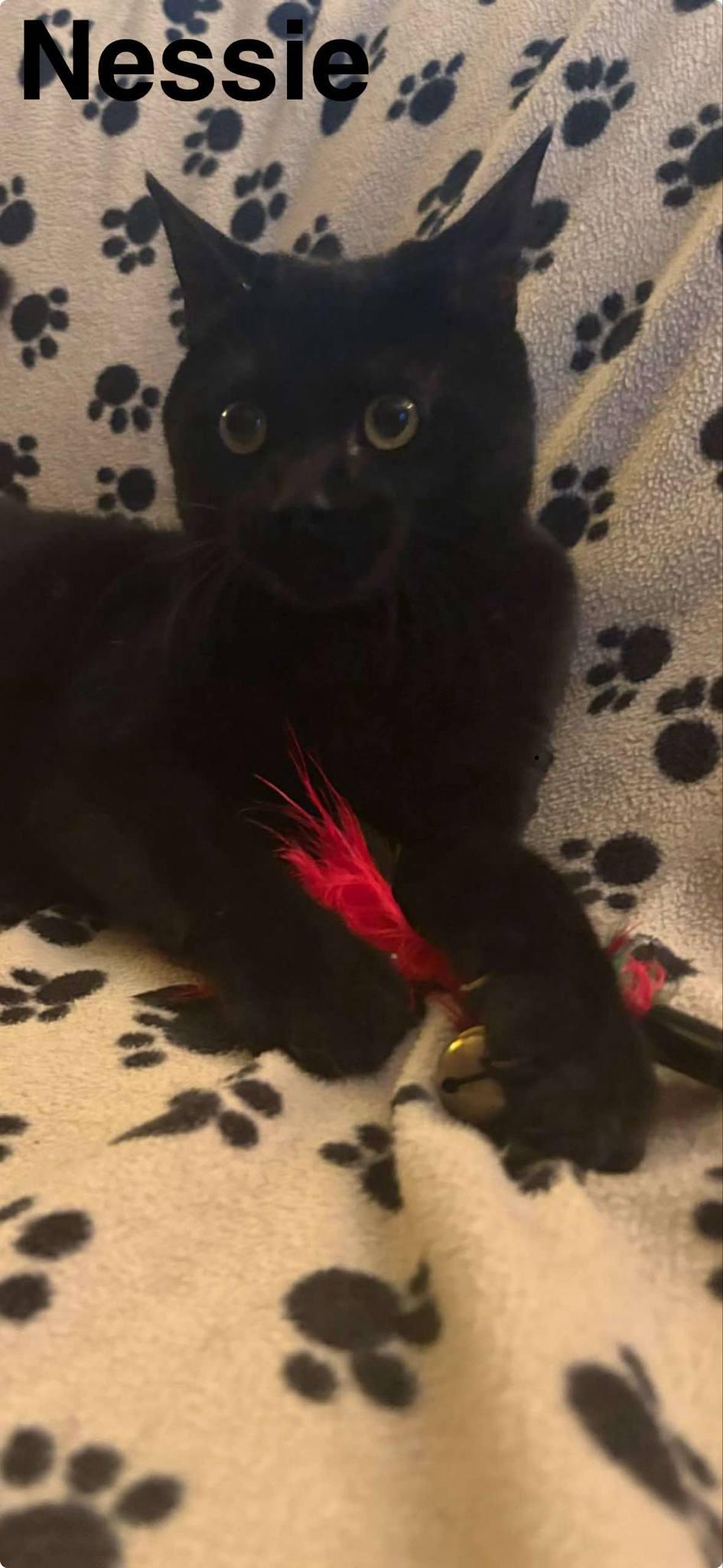 Nessie & Chupacabra- BONDED PAIR, Adopted, Young Female Domestic Short Hair.