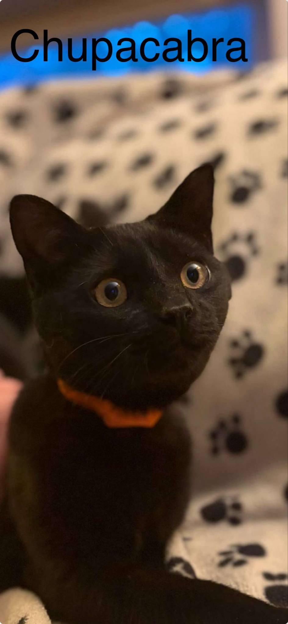 Enlarge Nessie & Chupacabra- BONDED PAIR, a Adopted Domestic Short Hair in Woodstock, CT image 2/2