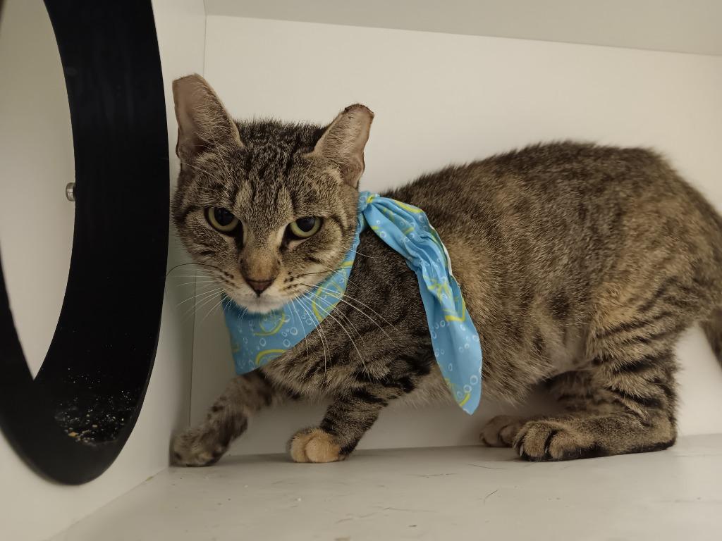 Hera, Adoptable, Young Female Domestic Short Hair.