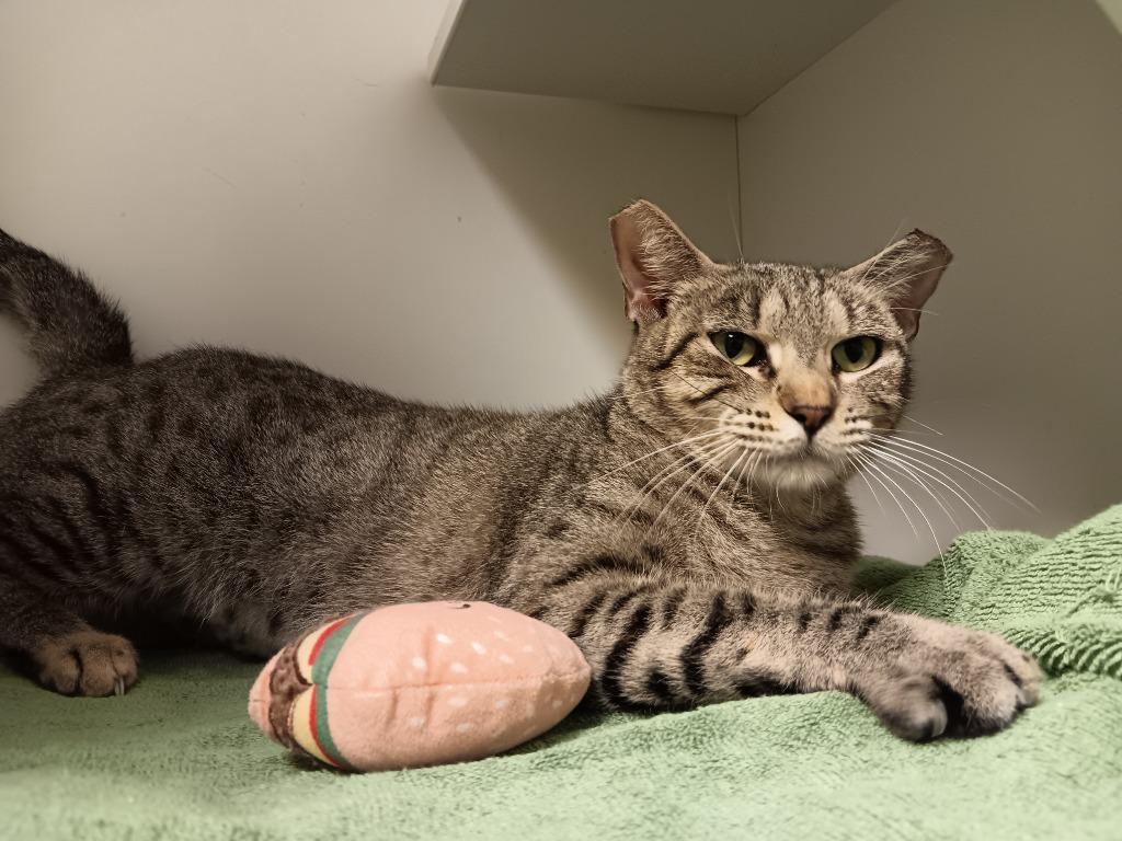 Enlarge Hera, a Adoptable mixed breed in New Braunfels, TX image 2/5