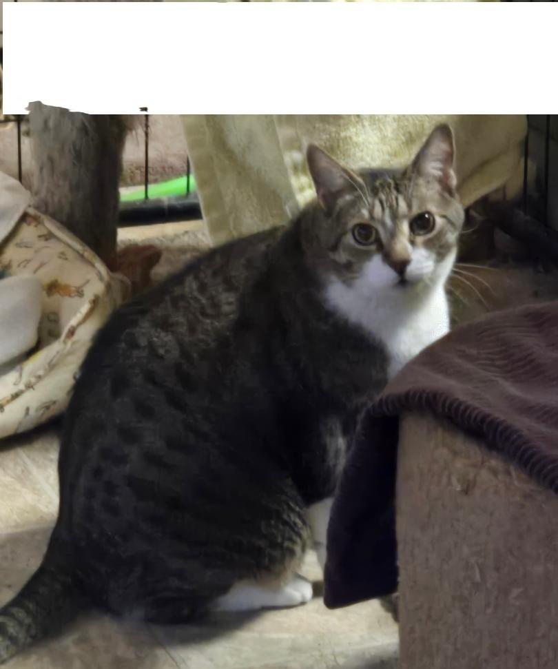 Cooper, Adoptable, Senior Male Domestic Short Hair.