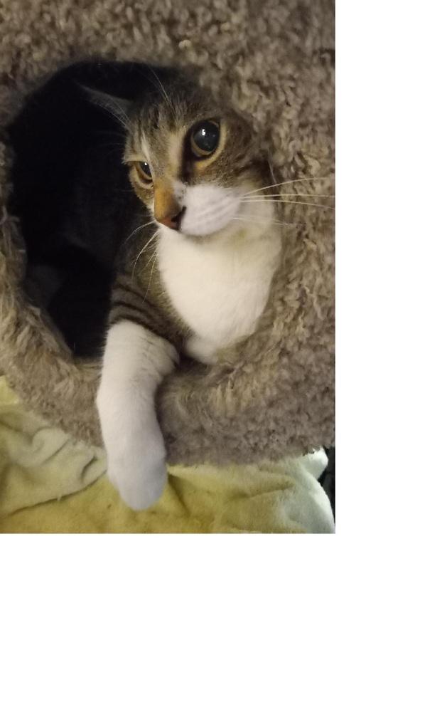 Cooper, a Adoptable mixed breed in Safety Harbor, FL image 2/2