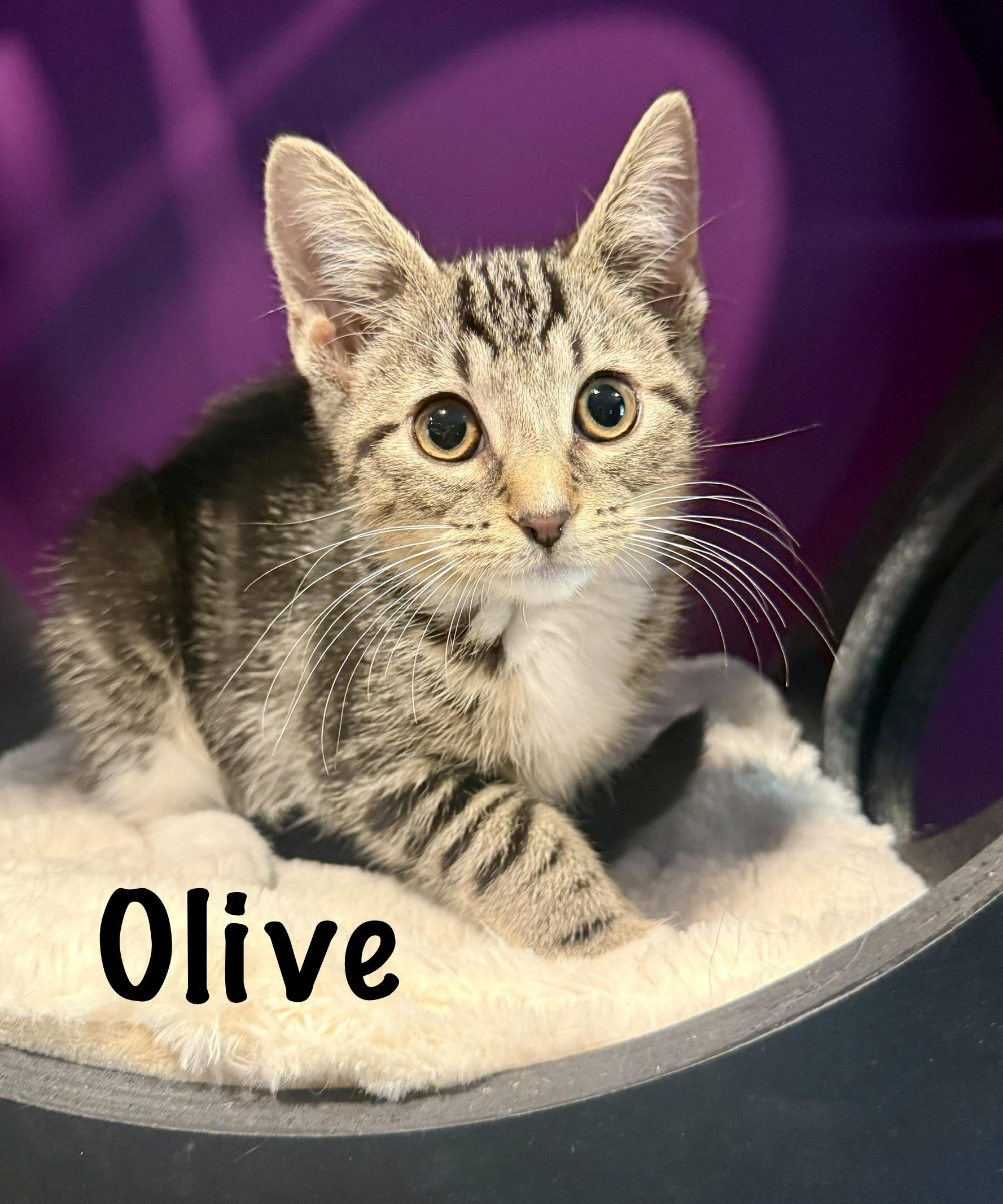 Olive, adopted, Kitten Female Domestic Short Hair.