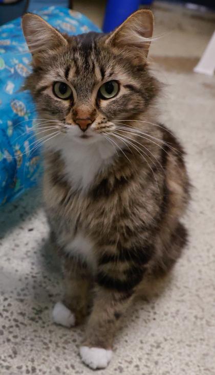 Pretty-Pretty, Adoptable, Adult Female Domestic Long Hair & Domestic Short Hair.