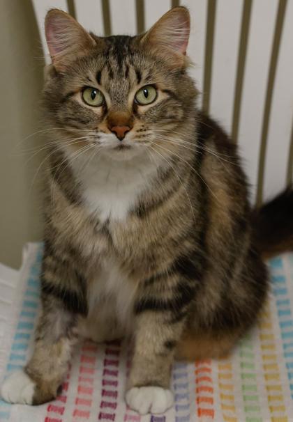 Pretty-Pretty, a Adoptable mixed breed in Baraboo, WI image 2/3