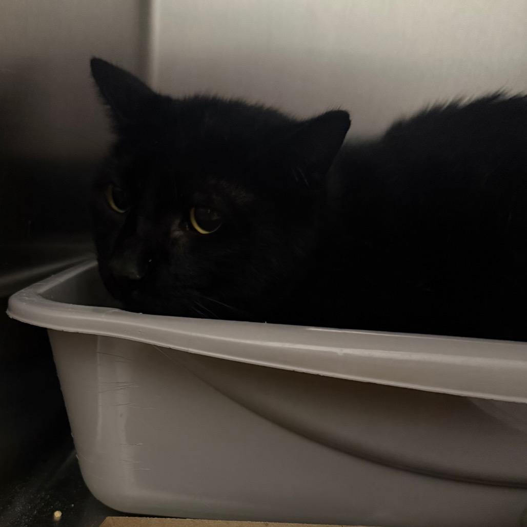 Enlarge PROFESSOR LARRY, a Adoptable Domestic Short Hair in Upland, CA image 1/1