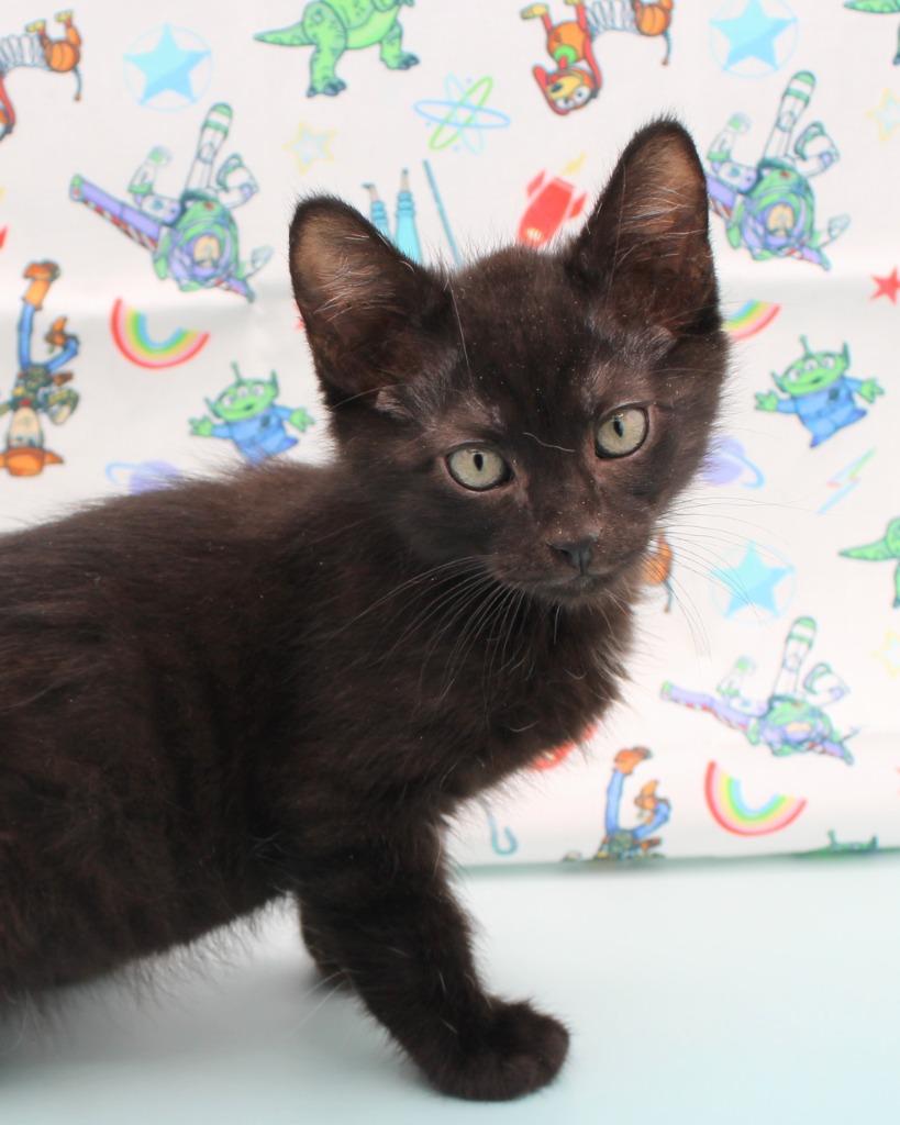 Enlarge Rex, a Adoptable mixed breed in New Braunfels, TX image 2/6