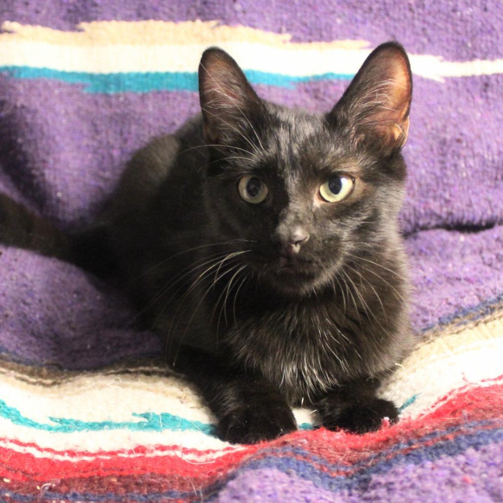 Enlarge Rex, a Adoptable mixed breed in New Braunfels, TX image 3/6