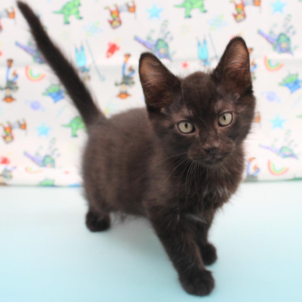 Enlarge Rex, a Adoptable mixed breed in New Braunfels, TX image 4/6