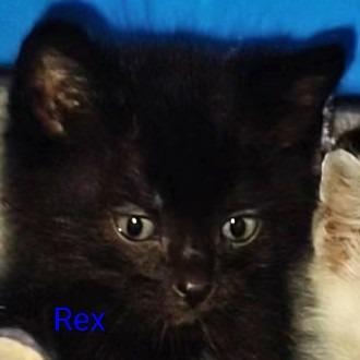 Enlarge Rex, a Adoptable mixed breed in New Braunfels, TX image 5/6