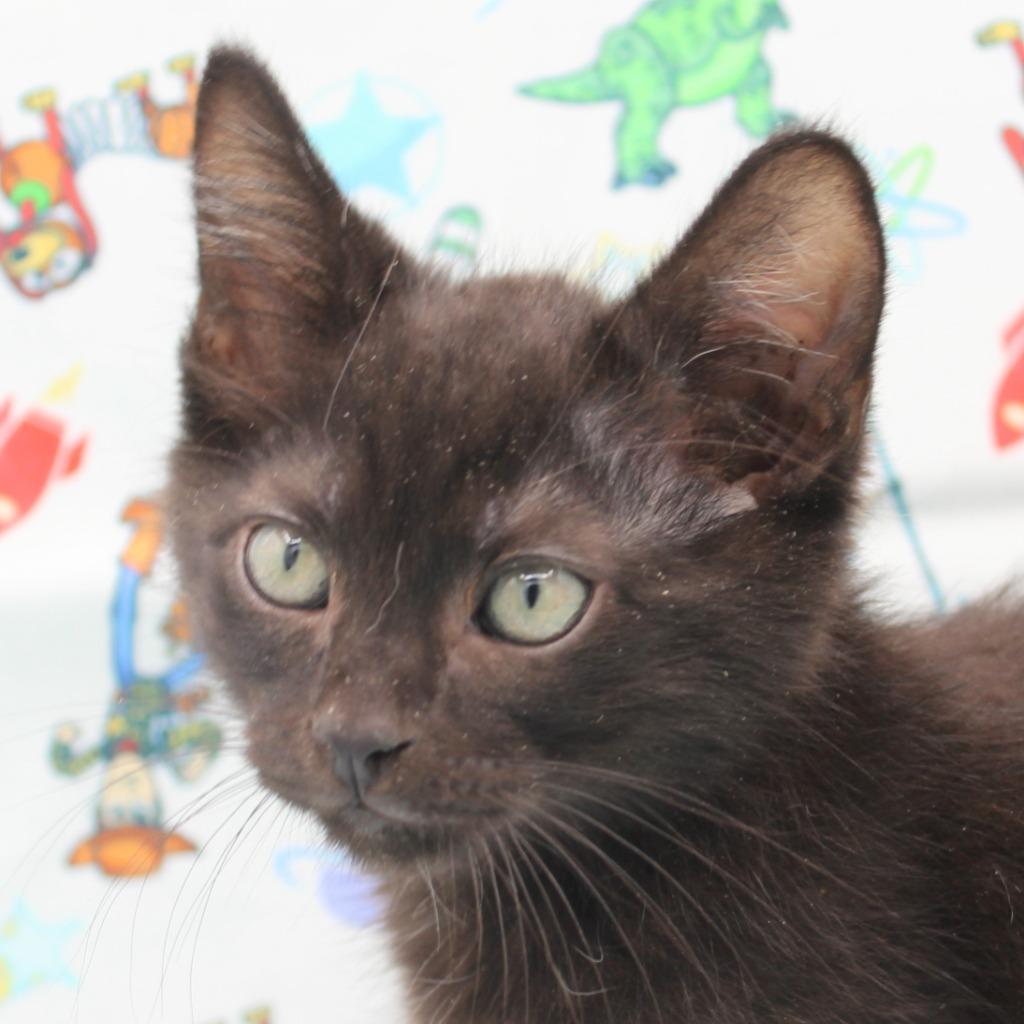 Enlarge Rex, a Adoptable mixed breed in New Braunfels, TX image 6/6