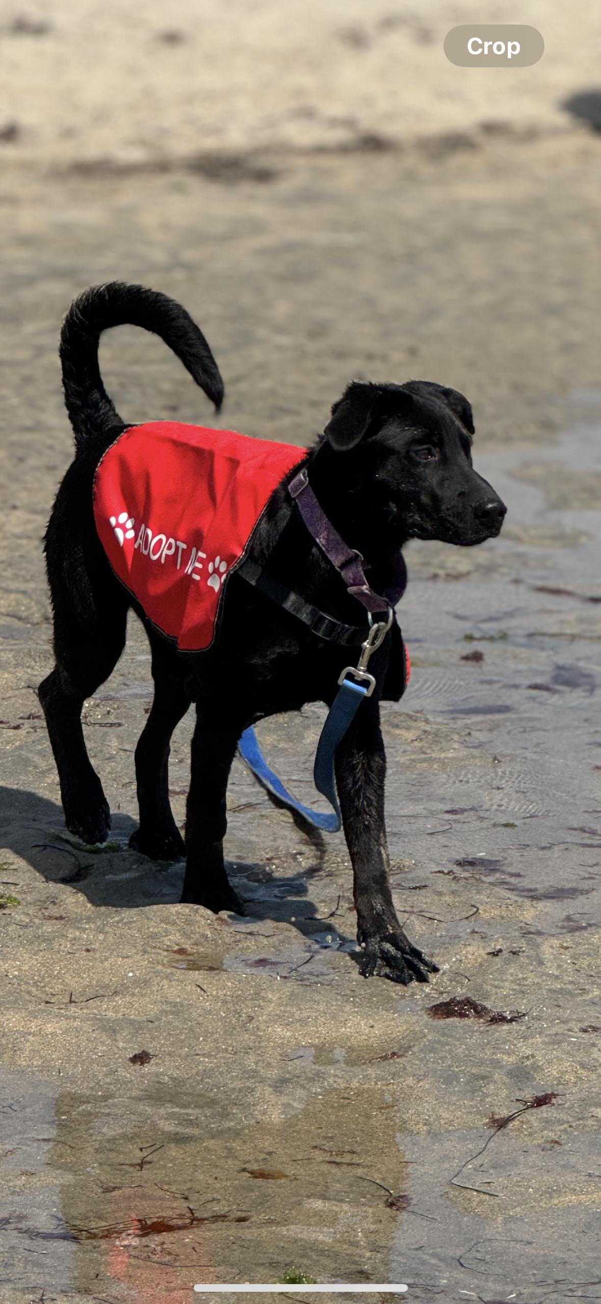 Ebony, Adopted, Young Female Labrador Retriever.