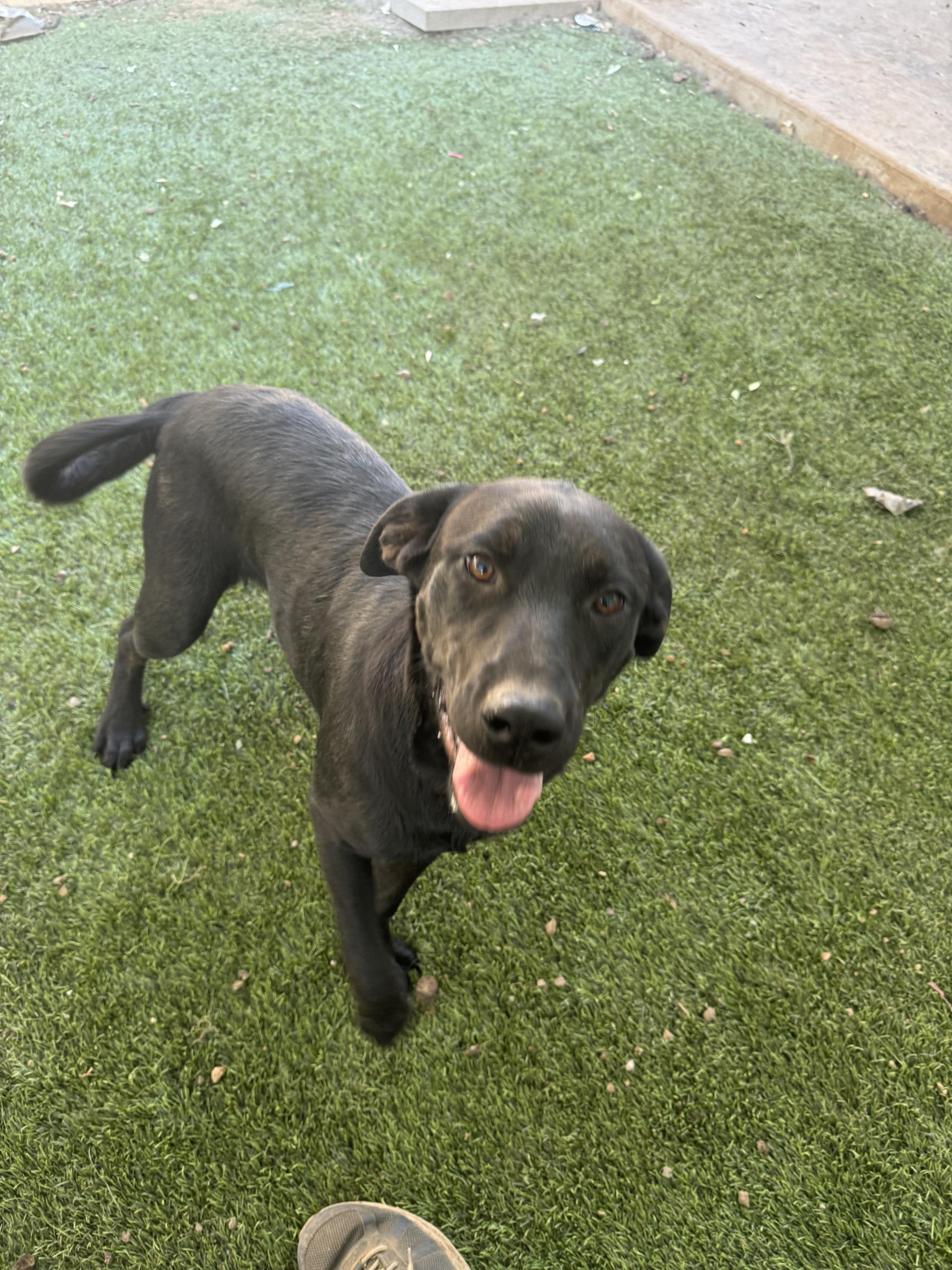 Enlarge Ebony, a Adopted Labrador Retriever in Ramona, CA image 2/2