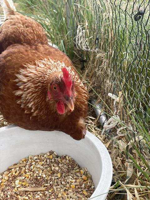 FLEETWOOD CLUCK, Adoptable, Adult Female Chicken.