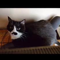 ** COURTESY POST **, ADOPTABLE, Senior Female Domestic Short Hair.