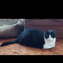 Enlarge ** COURTESY POST **, a ADOPTABLE Domestic Short Hair in Sterling Heights, MI image 2/3