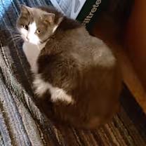 Enlarge ** COURTESY POST **, a ADOPTABLE Domestic Short Hair in Sterling Heights, MI image 3/3