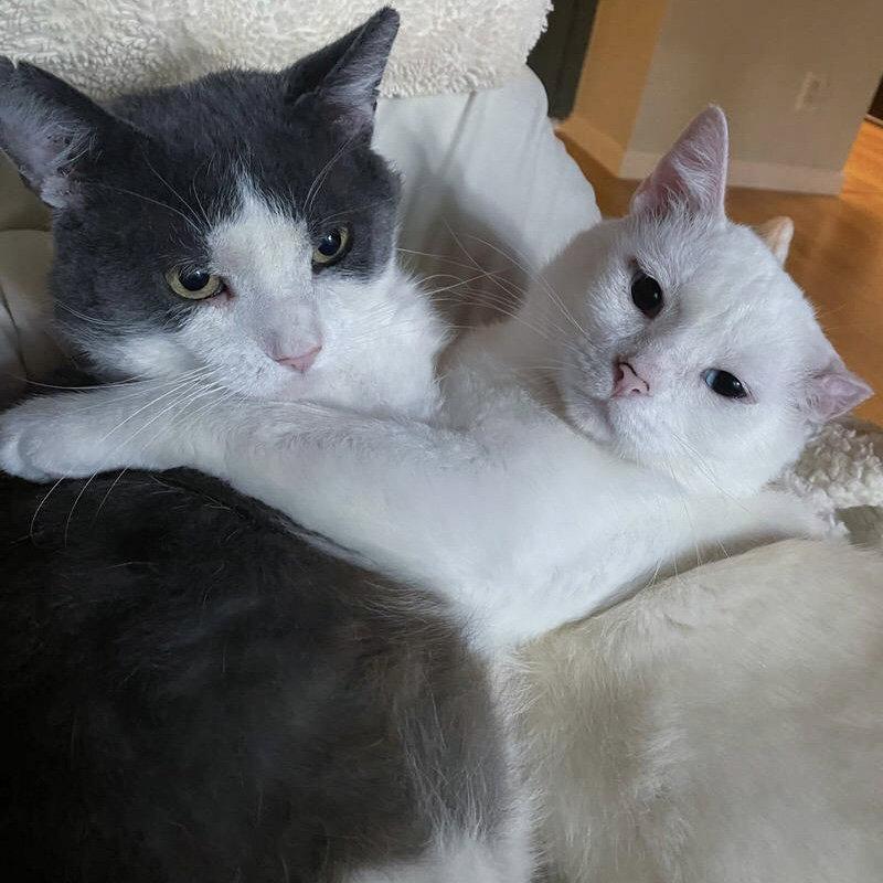 Gordito (bonded to Angelo), a Adopted Domestic Short Hair in Dublin, OH image 1/3
