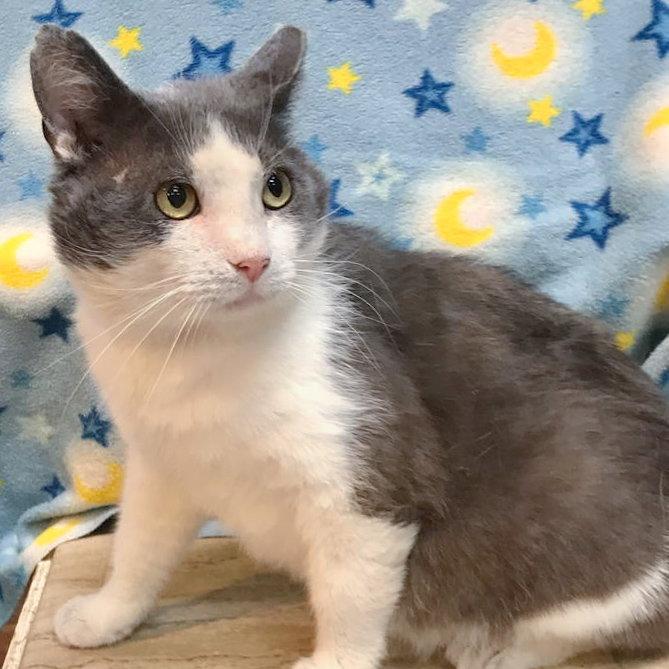 Gordito (bonded to Angelo), a Adopted Domestic Short Hair in Dublin, OH image 2/3