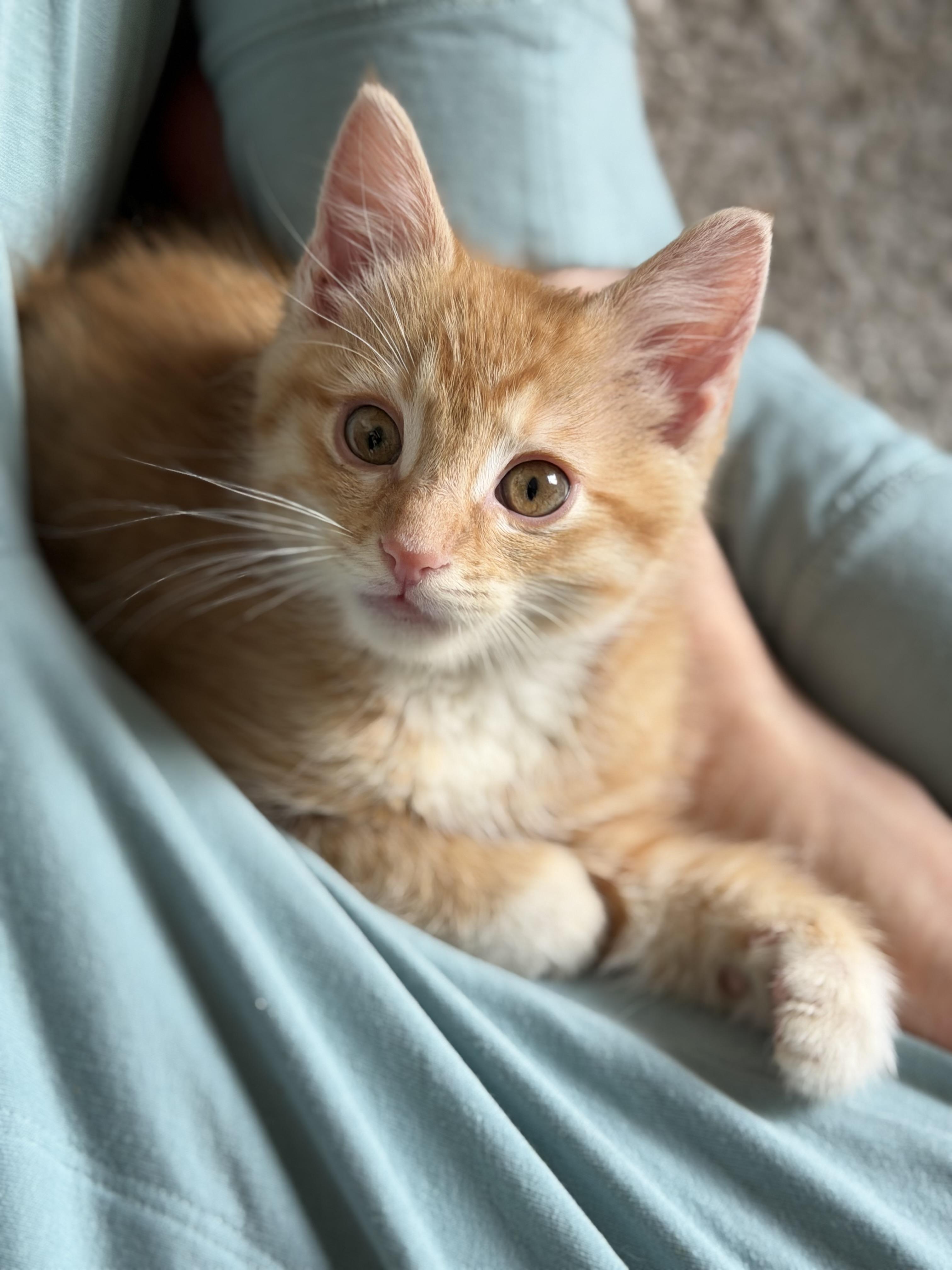 Blister, a Adoptable mixed breed in Midvale, UT image 1/6