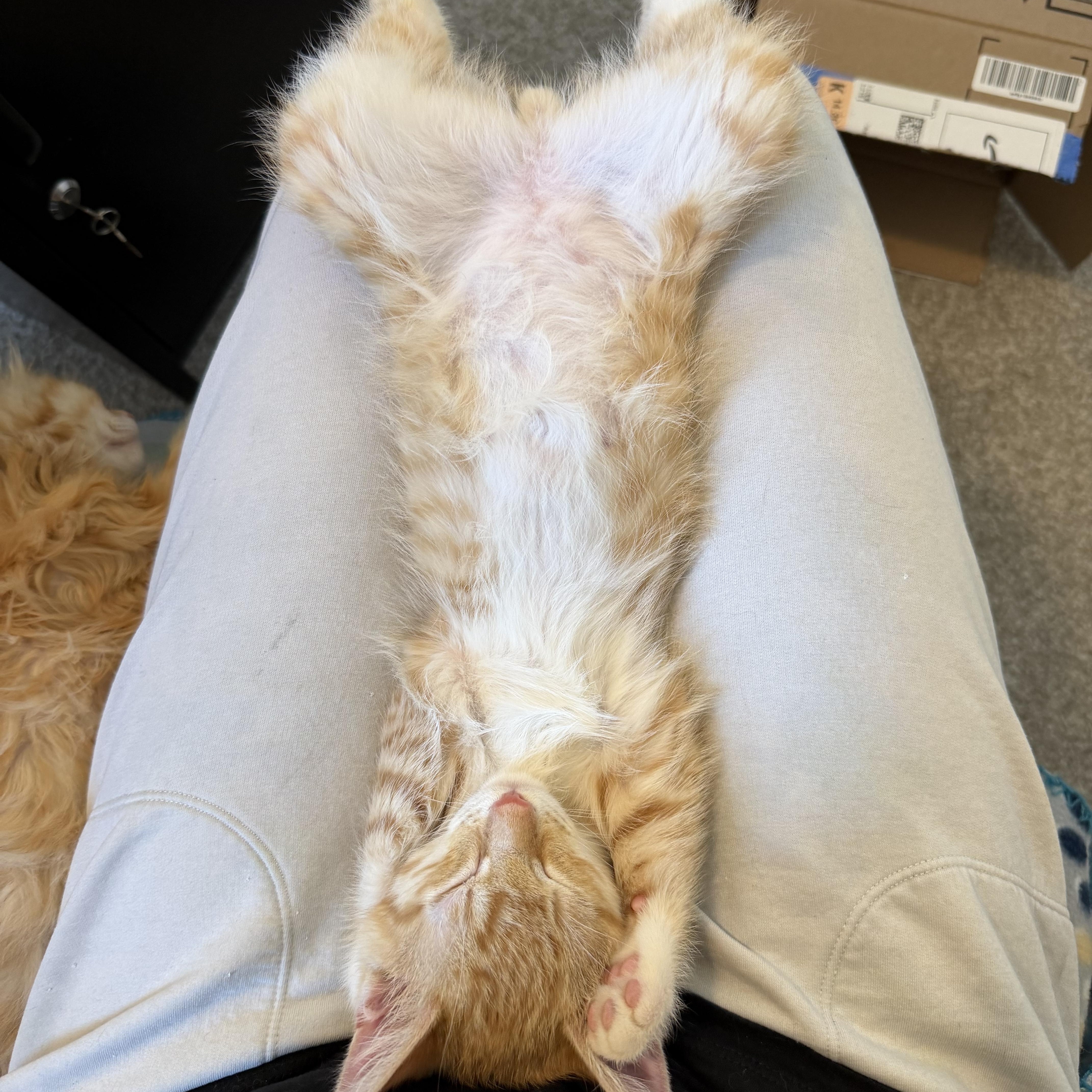 Blister, a Adoptable mixed breed in Midvale, UT image 6/6