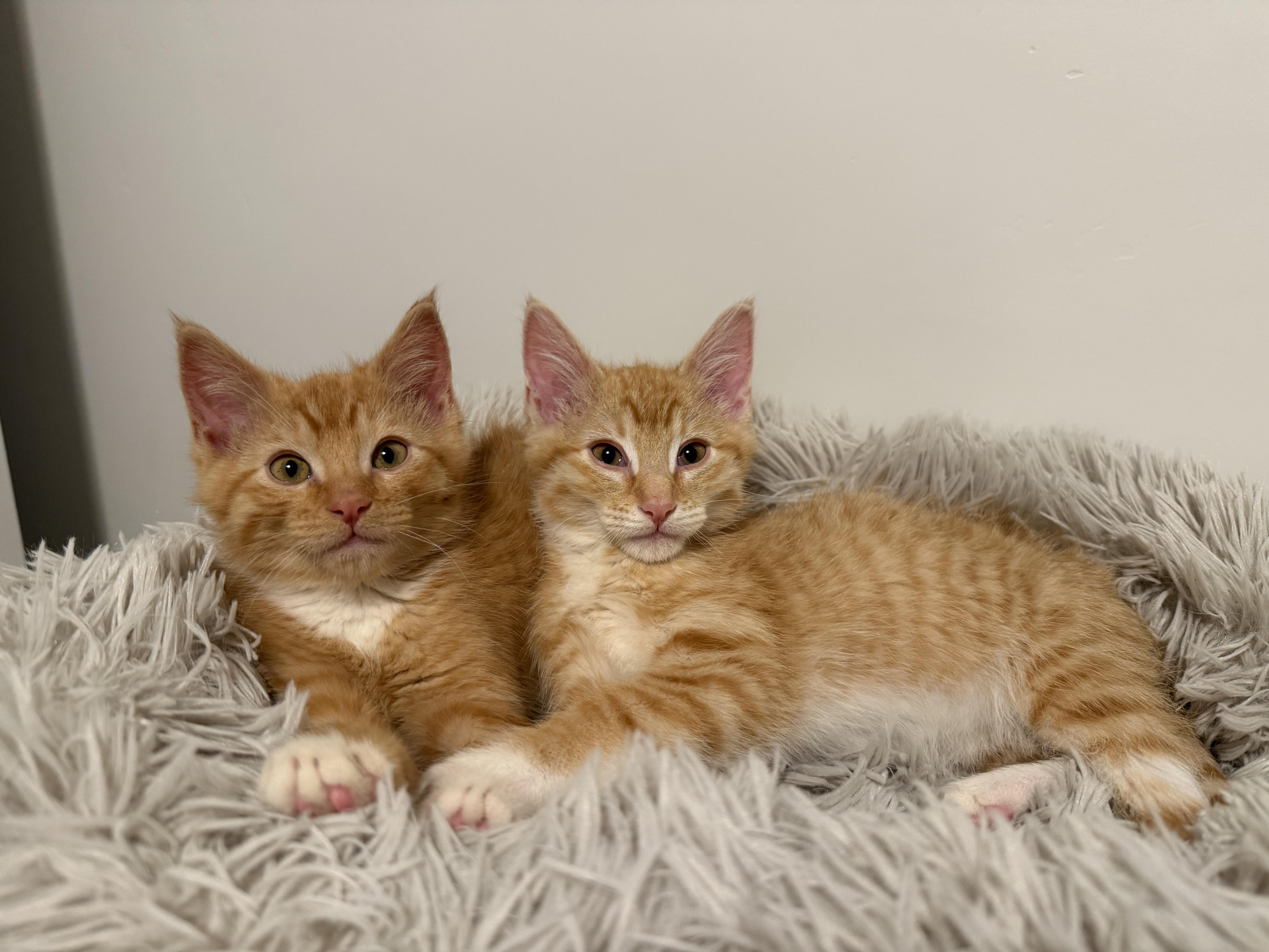 Blister, a Adoptable mixed breed in Midvale, UT image 2/6