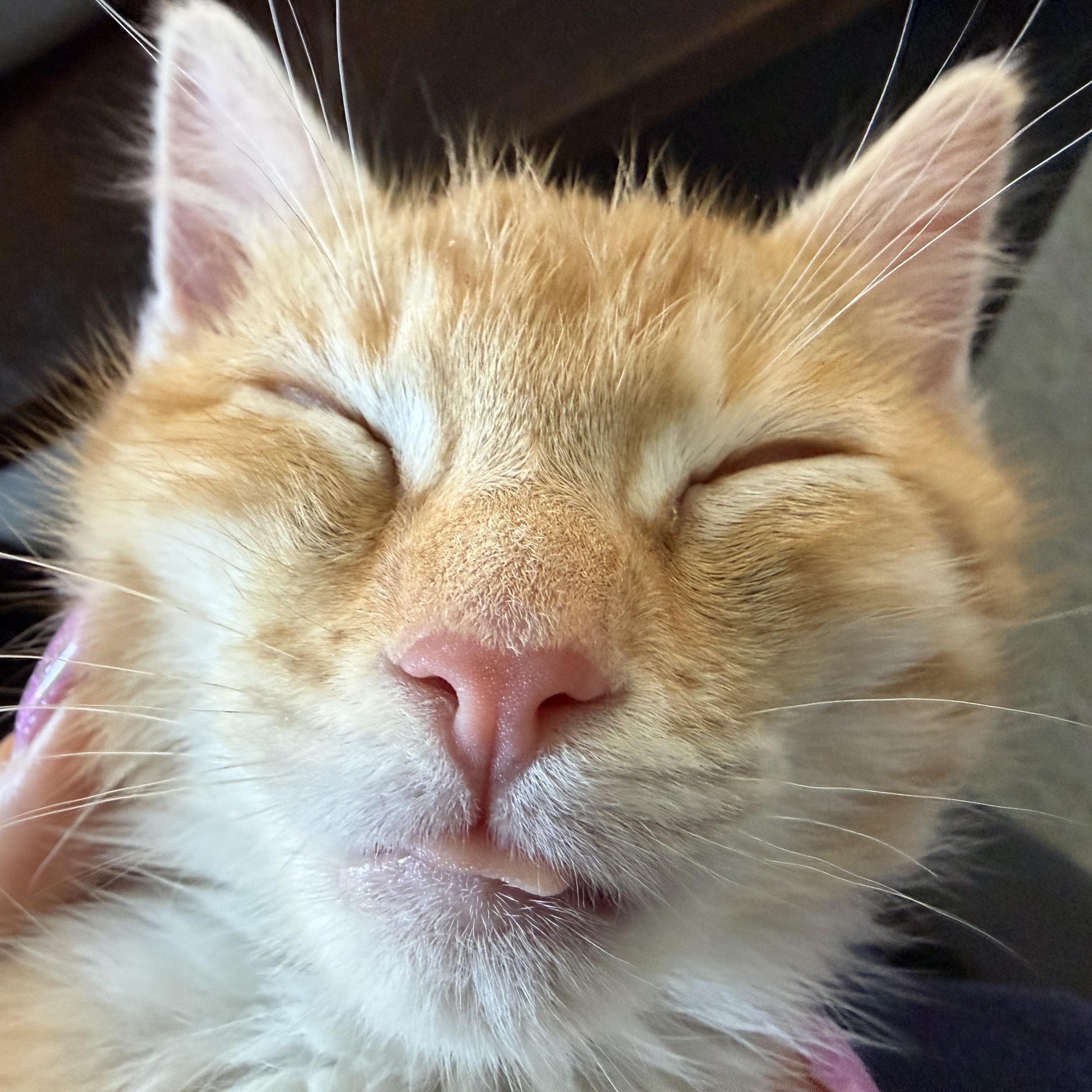 Blister, a Adoptable mixed breed in Midvale, UT image 4/6