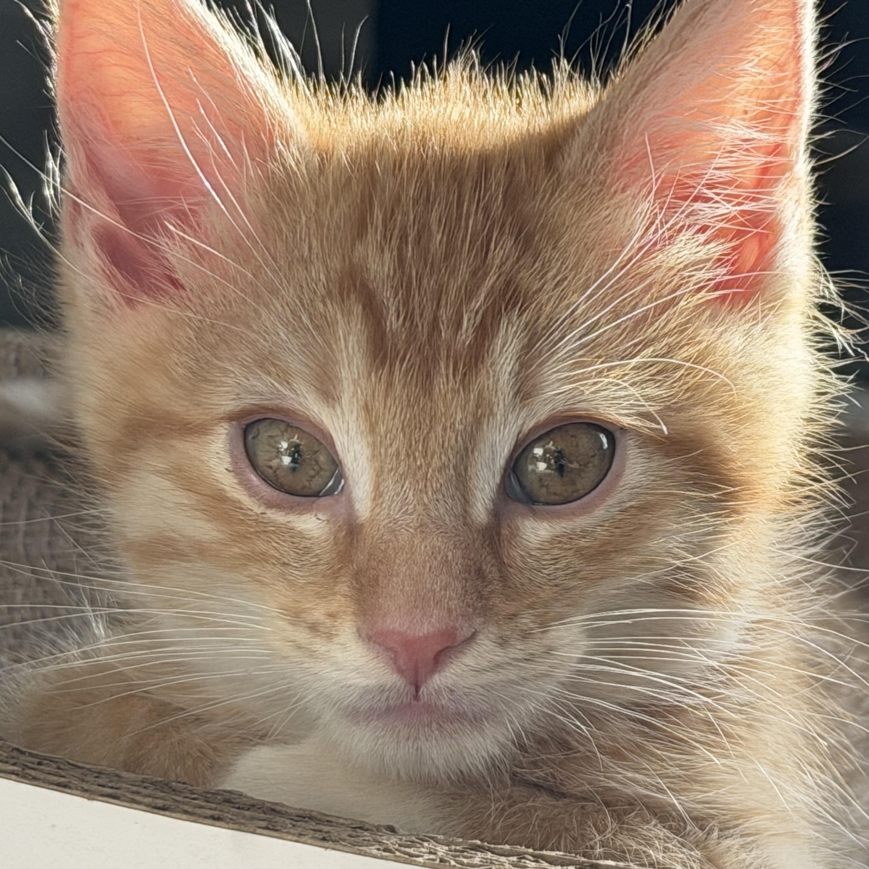 Blister, a Adoptable mixed breed in Midvale, UT image 3/6
