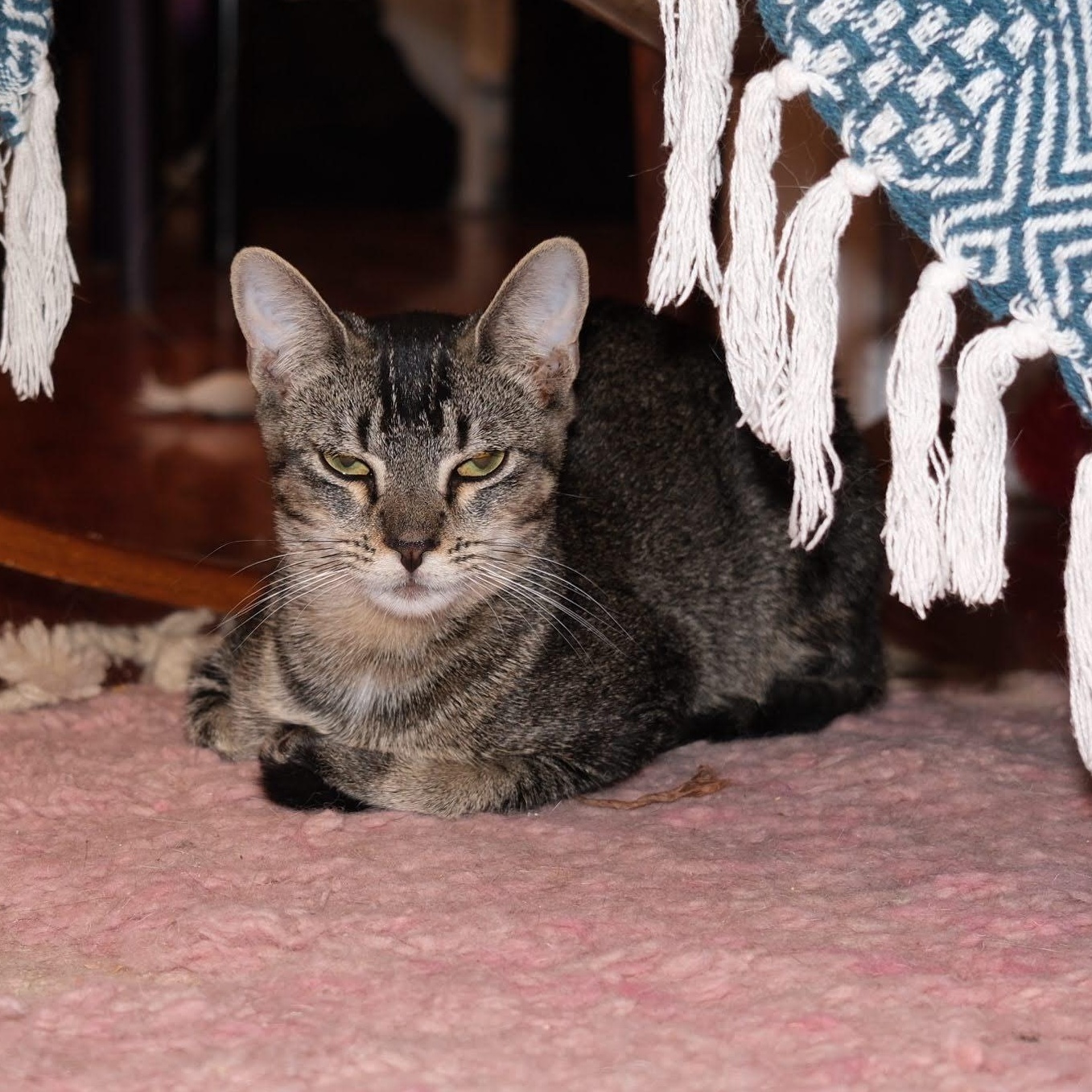 Caviar, ADOPTABLE, Young Female Domestic Short Hair.