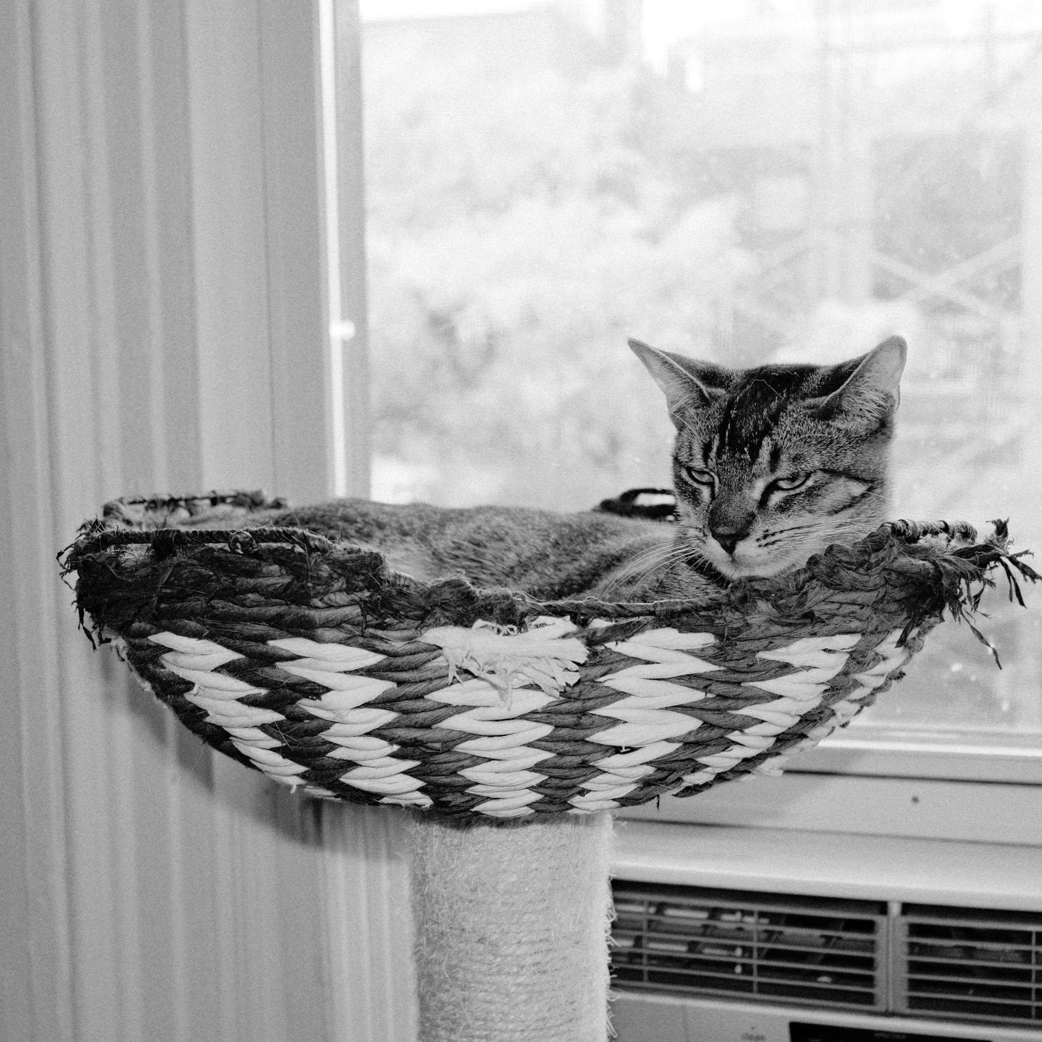 Enlarge Caviar, a ADOPTABLE Domestic Short Hair in brooklyn, NY image 3/6