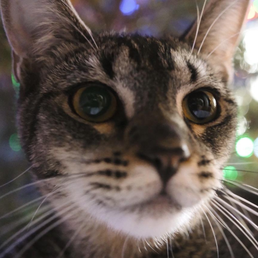 Enlarge Caviar, a ADOPTABLE Domestic Short Hair in brooklyn, NY image 6/6