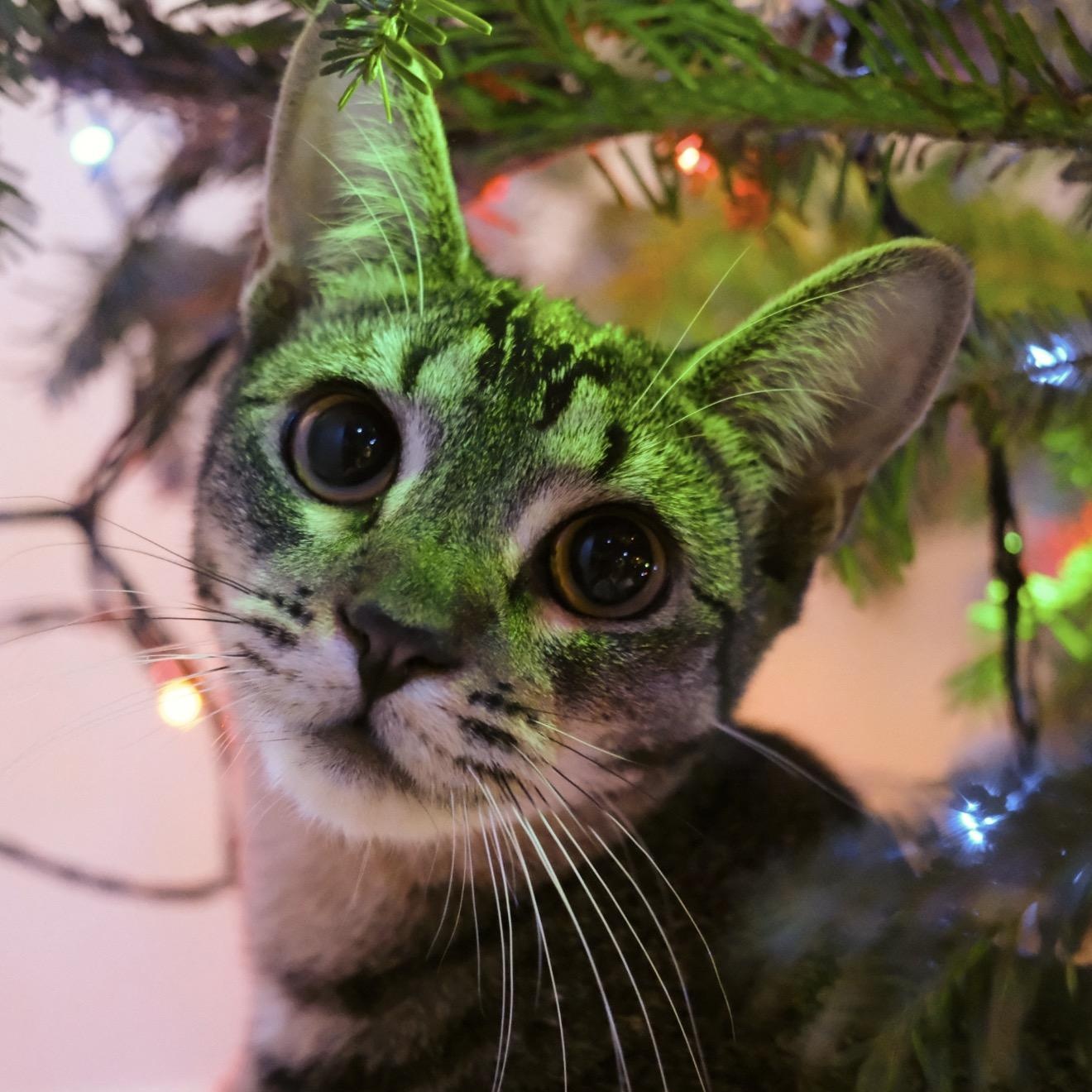 Caviar, ADOPTABLE, Young Female Domestic Short Hair.