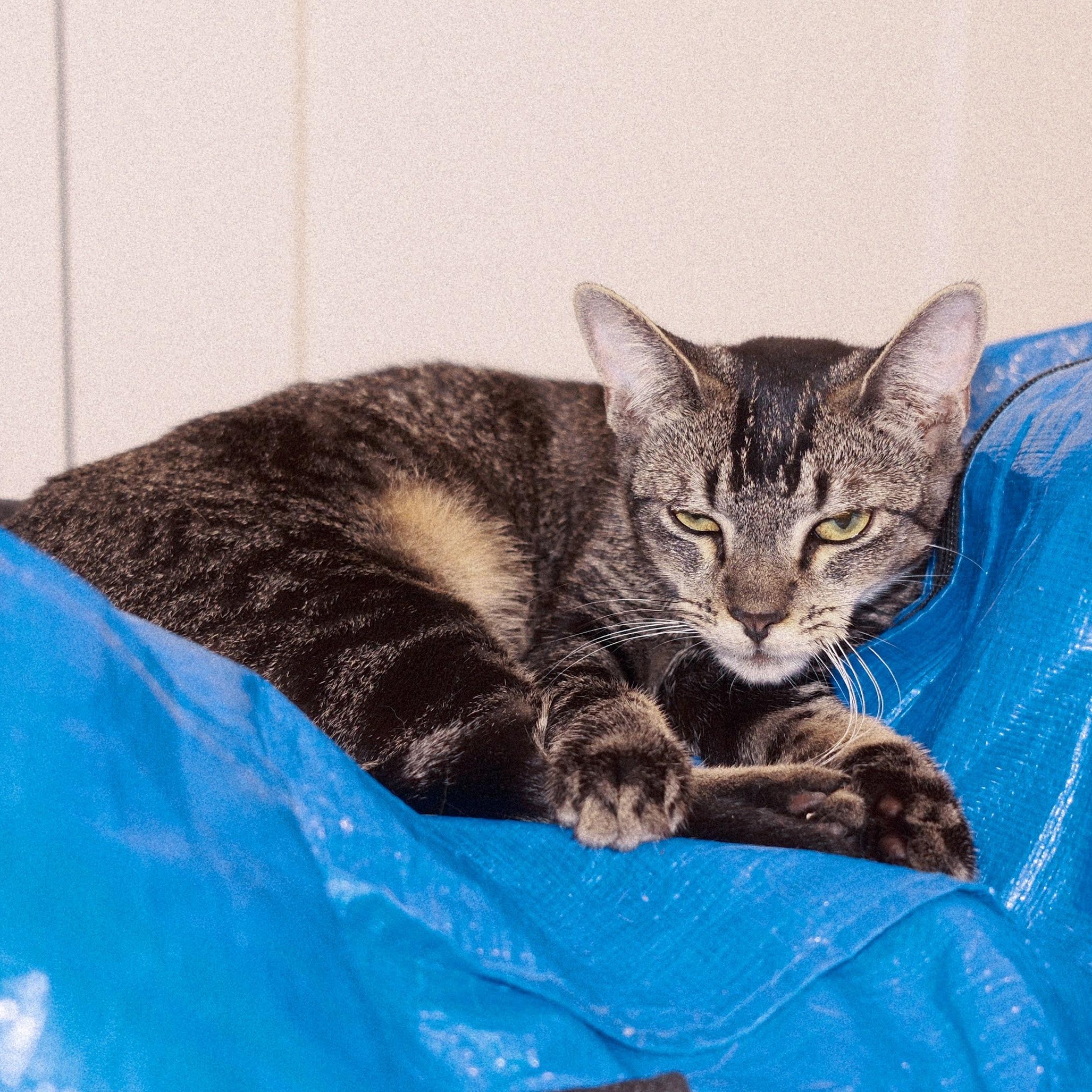 Enlarge Caviar, a ADOPTABLE Domestic Short Hair in brooklyn, NY image 5/6