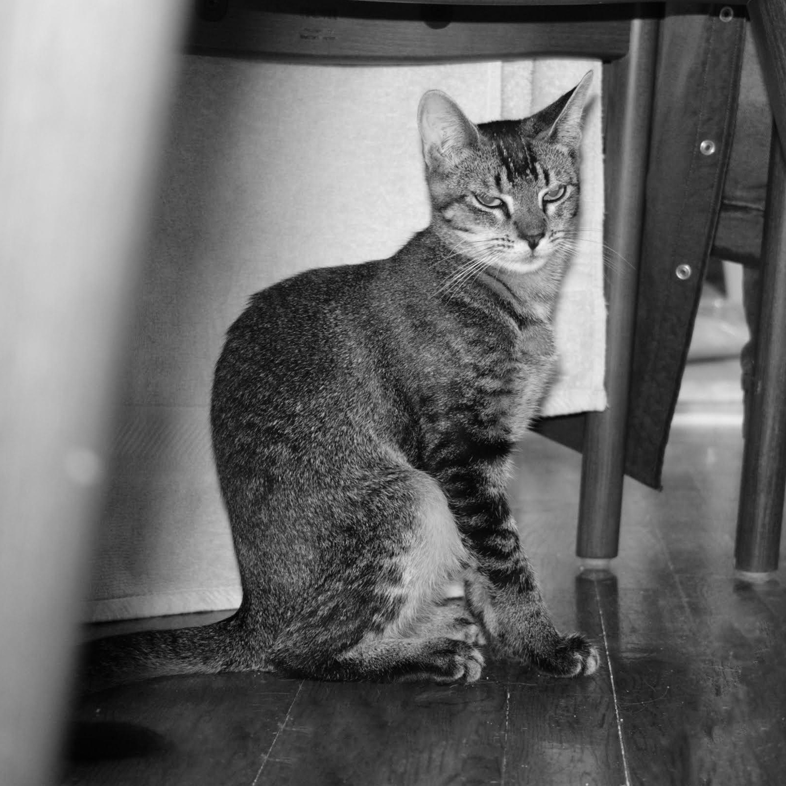 Enlarge Caviar, a ADOPTABLE Domestic Short Hair in brooklyn, NY image 4/6