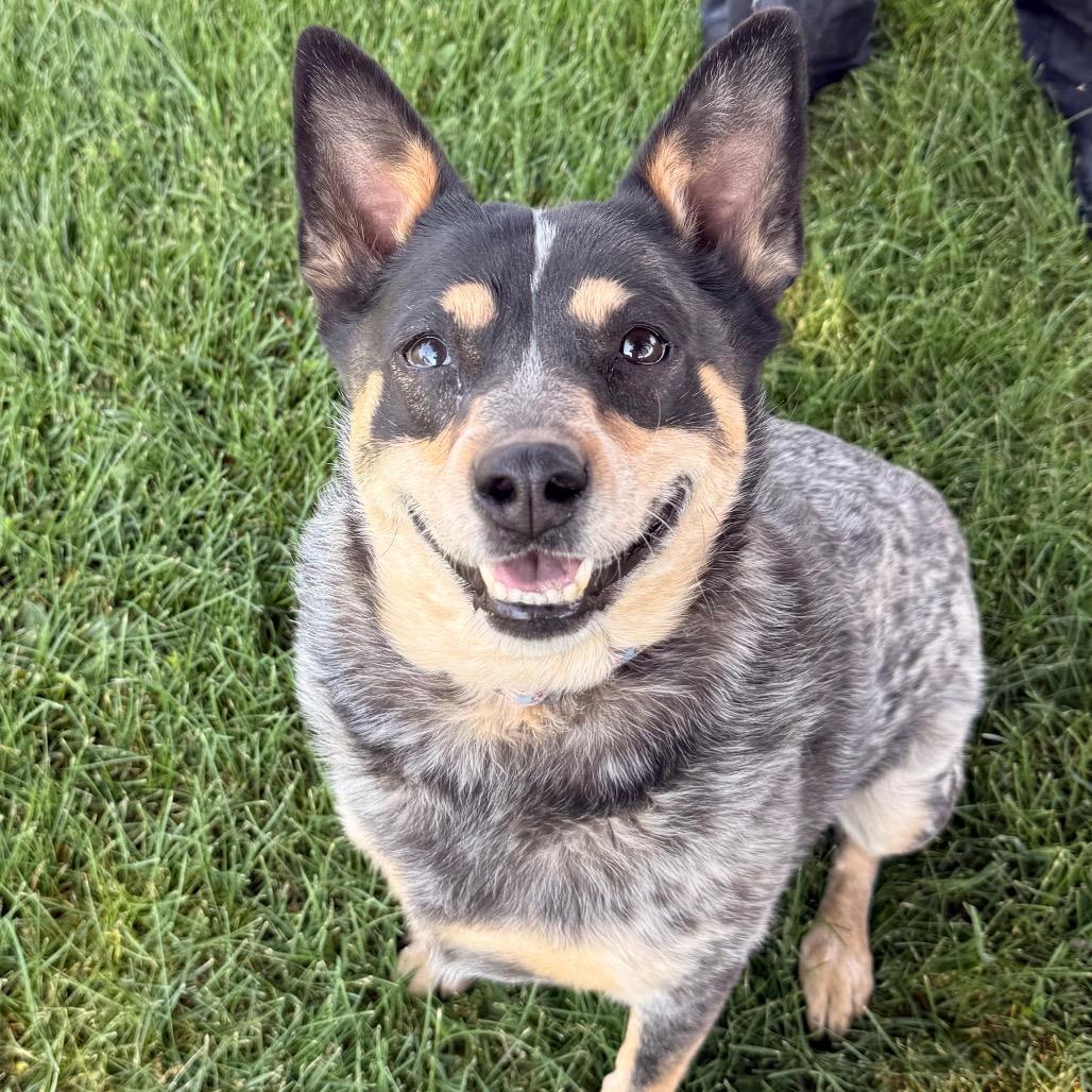 Ashley, Adoptable, Adult Female Australian Cattle Dog / Blue Heeler.