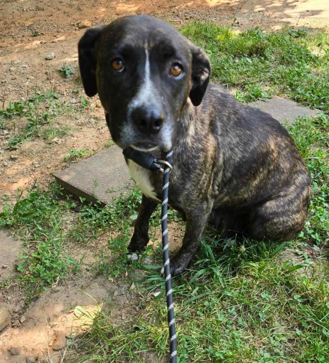 Enlarge Zaya, a Adoptable mixed breed in Martinsburg, WV image 1/2