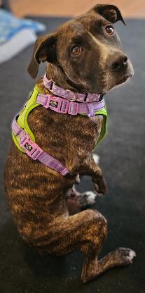 Enlarge Zaya, a Adoptable mixed breed in Martinsburg, WV image 2/2