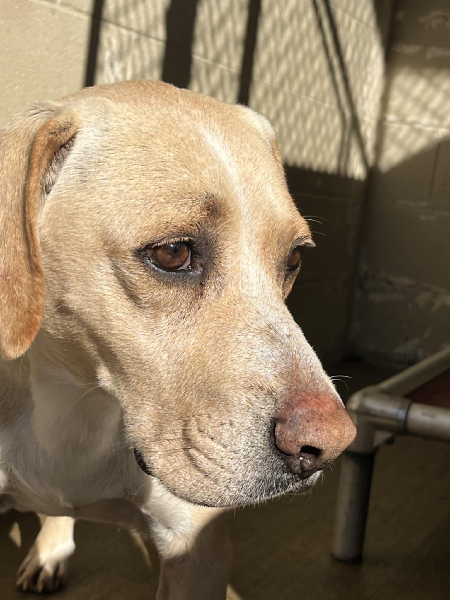Curtis, adoptable, Adult Male Retriever.